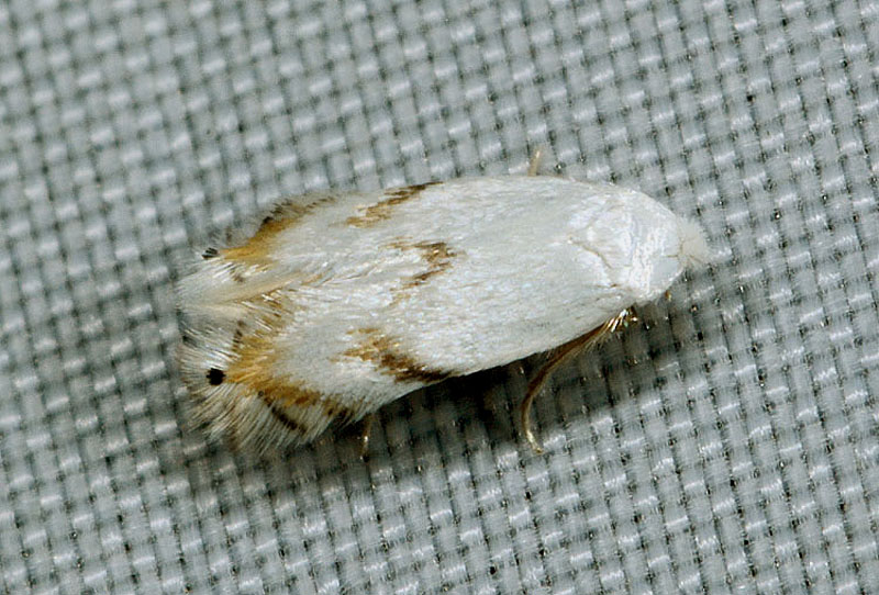 Pseudopostega  crepusculella - Opostegidae